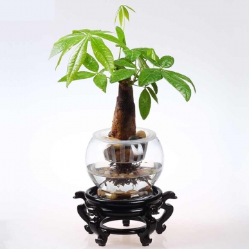 搬家适合送什么花?